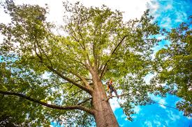 Best Tree Maintenance Programs  in King George, VA