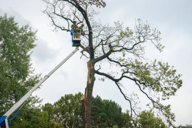 Best Tree Trimming and Pruning  in King George, VA