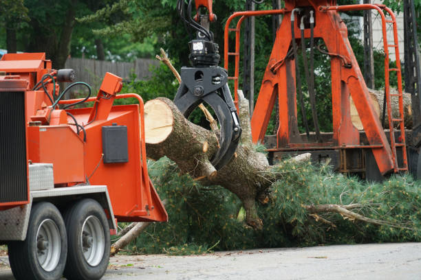 Best Hedge Trimming  in King George, VA