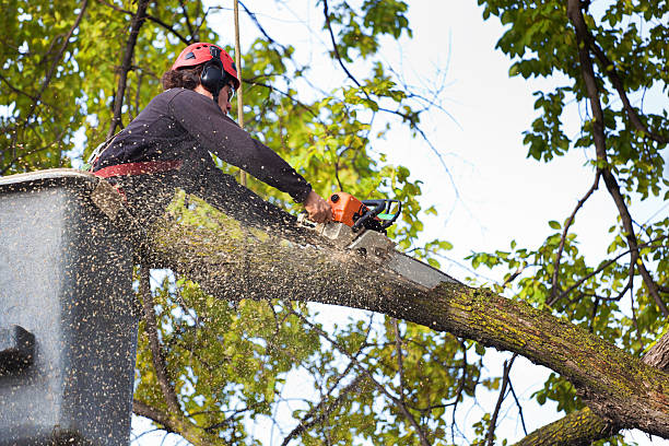  King George, VA Tree Care Services Pros